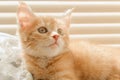 Cute orange kitten with large paws playing near the window. white jalousie on the background. selective focus Royalty Free Stock Photo