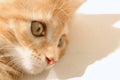 Cute orange kitten with large paws playing near the window. white jalousie on the background. selective focus Royalty Free Stock Photo