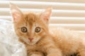 Cute orange kitten with large paws playing near the window. white jalousie on the background. selective focus Royalty Free Stock Photo