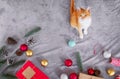 Cute orange kitten look up and sitting on gray carpet in christmas holiday with decoration and ornament.