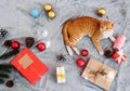 Cute orange kitten look up and sitting on gray carpet in christmas holiday with decoration and ornament.