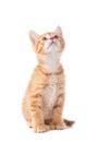 Cute Orange Kitten Looking Up on White Royalty Free Stock Photo