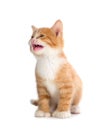 Cute Orange Kitten Meowing on White Background Royalty Free Stock Photo