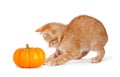 Cute orange kitten playing with a mini pumpkin on Royalty Free Stock Photo