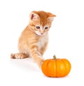 Cute orange kitten playing with a mini pumpkin on white. Royalty Free Stock Photo