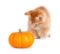 Cute orange kitten playing with a mini pumpkin on white. Royalty Free Stock Photo