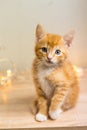 Cute orange kitten on a white background. Royalty Free Stock Photo