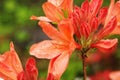 Cute orange lily flowers Royalty Free Stock Photo