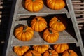 Cute orange pumpkins, fresh autumnal harvest of vegetables squash. Ripe sunny bright decorative halloween pumpkin design