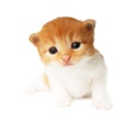 Cute orange red kitten isolated Royalty Free Stock Photo