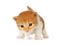 Cute orange red kitten isolated Royalty Free Stock Photo