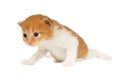 Cute orange red kitten isolated Royalty Free Stock Photo