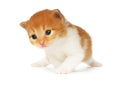 Cute orange red kitten isolated Royalty Free Stock Photo