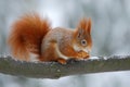 Cute orange red squirrel eats a nut in winter scene with snow, Czech republic Royalty Free Stock Photo