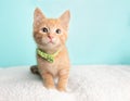 Cute Orange Tabby Cat Kitten Rescue Wearing Green and White Striped Bow Tie Sitting Close to Camera Looking to the Right Royalty Free Stock Photo