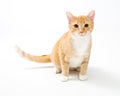 Cute Young Attentive Orange Tabby Cat