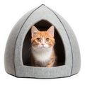 Cute orange tabby kitten in a gray cat bed isolated on transparent background Royalty Free Stock Photo
