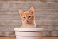 Cute orange tabby kitten sitting in flower pot