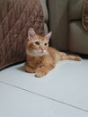 Cute orange teenager one year old cat lay on white tile in front beside brown couch look stare right Royalty Free Stock Photo