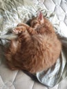 Cute orange teenager one year old cat with short stumpy tail sleeping on mattress queen sized bed in curling fetal position