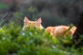 Cute orange vagrant little cat hiding in grass having a hidden agenda Royalty Free Stock Photo