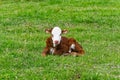 Cute orange and white calf lying in blured green grass of meadow. copy space Royalty Free Stock Photo