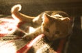 Cute orange and white cat close up lying in sunlight. Royalty Free Stock Photo