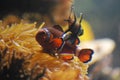 Adorable Orange and White Clownfish and Friend