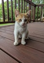 Cute Orange And White Kitten Sitting On A Brown Wooden Deck Royalty Free Stock Photo