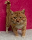 orange and white short haired tabby kitty cat standing on a pink background