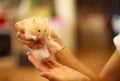 Cute Orange and White Syrian or Golden Hamster Mesocricetus auratus eating pet food in girl`s hand. Taking Care, Mercy, Domesti Royalty Free Stock Photo