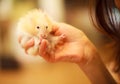 Cute Orange and White Syrian or Golden Hamster Mesocricetus auratus eating pet food in girl`s hand. Taking Care, Mercy, Domestic Royalty Free Stock Photo