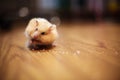 Cute Orange and White Syrian or Golden Hamster Mesocricetus auratus keeping food in elongated spacious cheek pouches Royalty Free Stock Photo