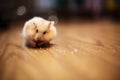 Cute Orange and White Syrian or Golden Hamster Mesocricetus auratus keeping food in elongated spacious cheek pouches Royalty Free Stock Photo