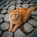 Cute OrangeCat beautiful eyes Royalty Free Stock Photo