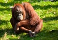Cute orangutan Royalty Free Stock Photo