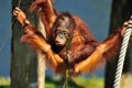 Cute orangutan Royalty Free Stock Photo