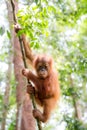 Cute Orangutan baby Sumatra Royalty Free Stock Photo