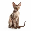 Cute Oriental Shorthair breed cat portrait close-up isolated on white,