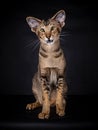 Portrait of a Oriental Shorthair cat on Black Royalty Free Stock Photo