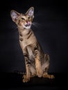 Portrait of a Oriental Shorthair cat on Black Royalty Free Stock Photo