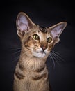 Portrait of a Oriental Shorthair cat on Black Royalty Free Stock Photo