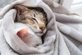 Cute white cat and little tabby kitten are wrapped against the cold in a gray blanket Royalty Free Stock Photo