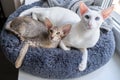 Oriental shorthair white cat and little tabby kitten relaxing together Royalty Free Stock Photo