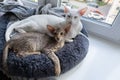 Cute oriental shorthair white cat and tabby kitten sleeping together. Royalty Free Stock Photo