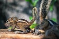 Cute and orphan squirrel baby siblings wander on top of a cut-down tree. Caring and looking after the small brother, the concept