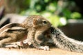 Cute and orphan squirrel baby siblings wander on top of a cut-down tree trunk. Caring and looking after the small brother, the