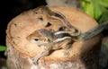 Cute and orphan squirrel baby siblings wander on top of a cut-down tree trunk. Caring and looking after the small brother, the Royalty Free Stock Photo