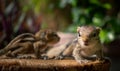 Cute and orphan squirrel baby siblings wander on top of a cut-down tree trunk. The concept of the family stays together no matter Royalty Free Stock Photo