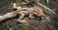 Cute and orphan striped back squirrel baby siblings wander on top of a cut-down tree trunk. Caring and looking after the small Royalty Free Stock Photo